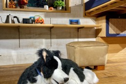 わんことおでかけ🐾