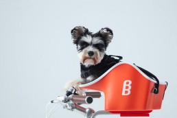 雨続きだけど、私を外に連れてって🐶