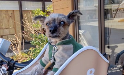 ワンちゃんと一緒にお出かけ♪Canine Copilot（ケイナイン コパイロット）