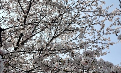 3月29日🌸満開！