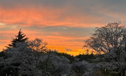 ヨツバサイクル🌸スプリングキャンペ－ン