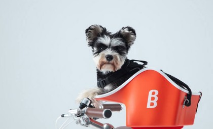 雨続きだけど、私を外に連れてって🐶
