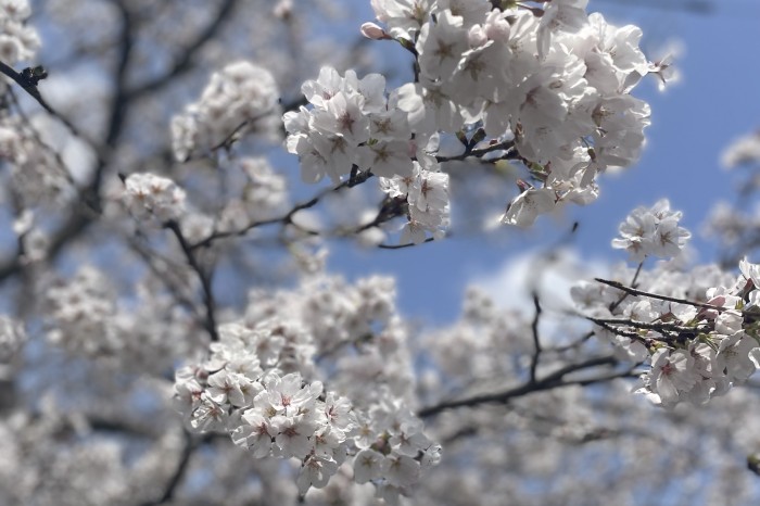 🌸春を探しに🍃