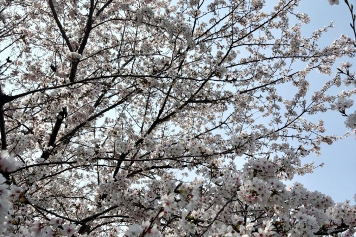 3月29日🌸満開！