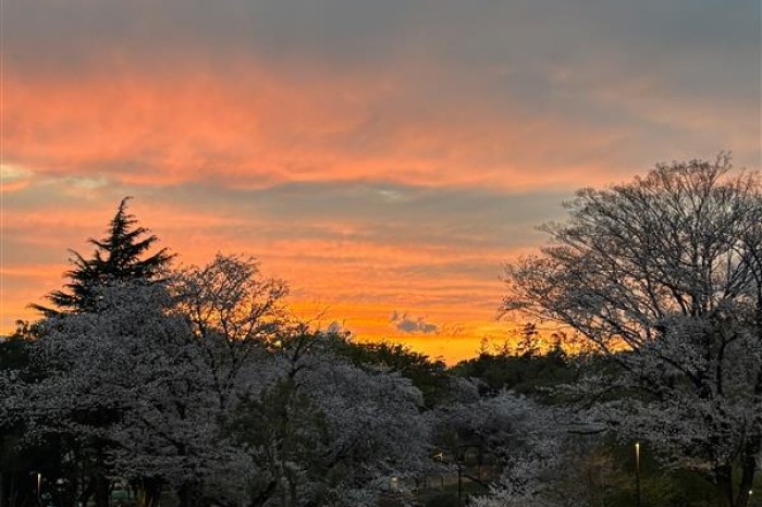 ヨツバサイクル🌸スプリングキャンペ－ン