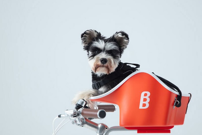 雨続きだけど、私を外に連れてって🐶