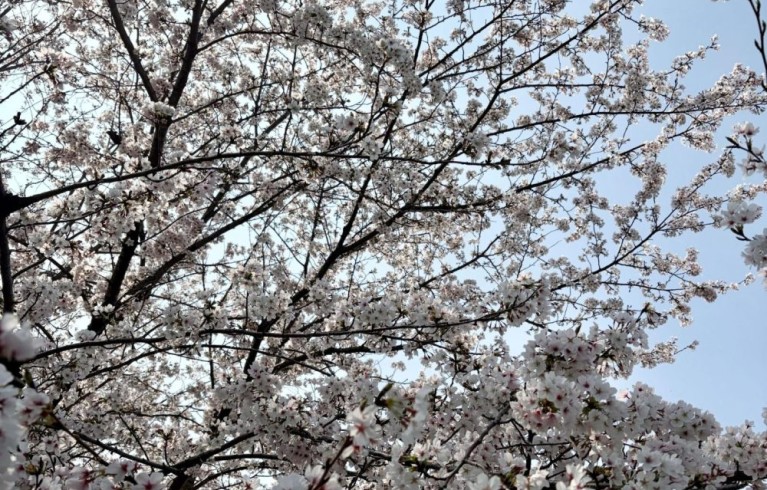 3月29日🌸満開！