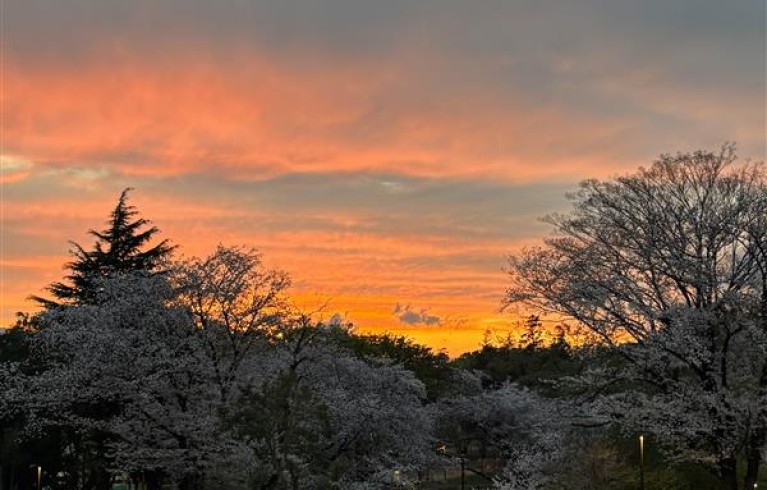 ヨツバサイクル🌸スプリングキャンペ－ン