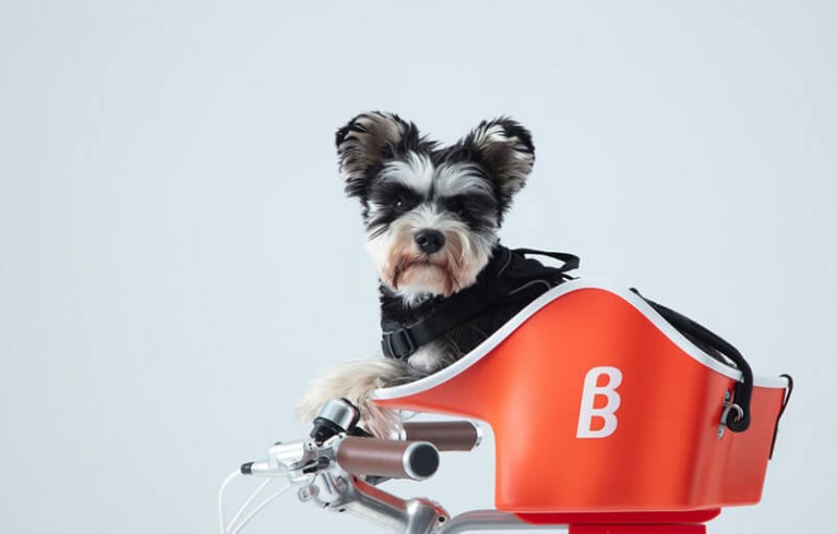 雨続きだけど、私を外に連れてって🐶