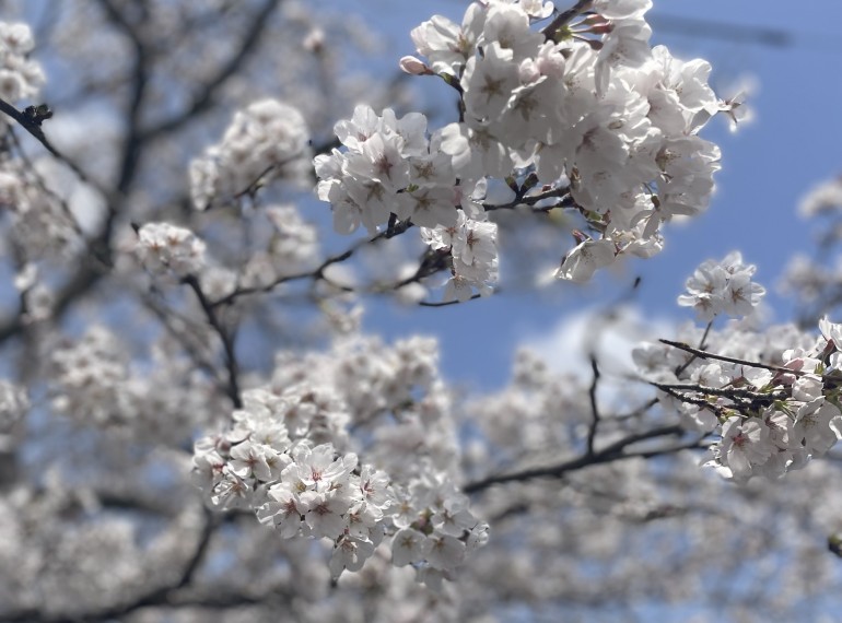 🌸春を探しに🍃