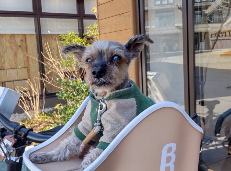 ワンちゃんと一緒にお出かけ♪Canine Copilot（ケイナイン コパイロット）