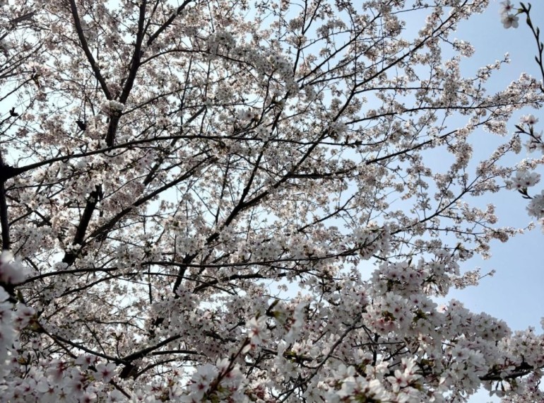 3月29日🌸満開！