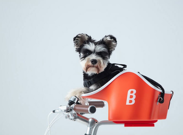 雨続きだけど、私を外に連れてって🐶